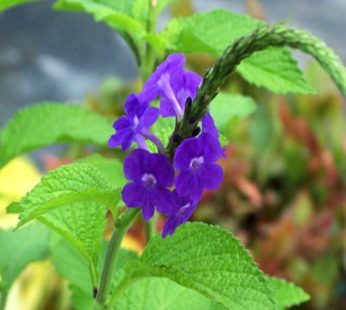 Stachytarpheta Purple Plant