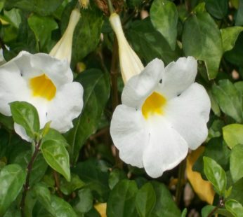Thunbergia Erecta Alba, Meyenia Erecta Alba White Plant