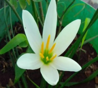 White Ginger Lily, Sontakka Plant