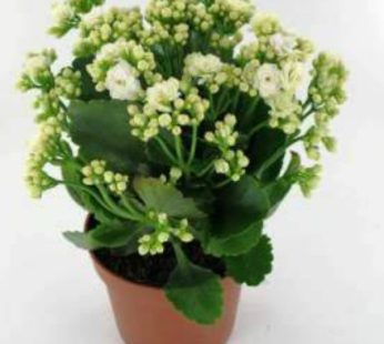 Kalanchoe White  Plant