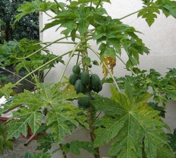 Papaya Plant, Papita (Grown through seeds) Plant