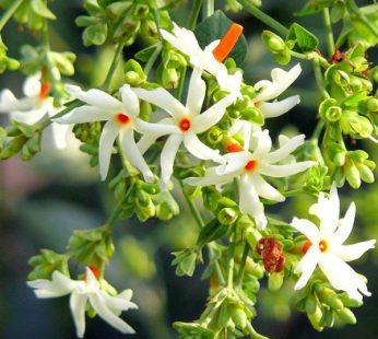 Parijat Tree, Parijatak, Night Flowering Jasmine Plant