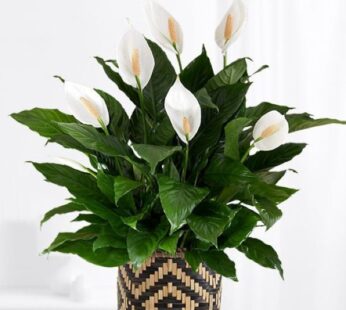 Peace Lily For You Gift Plant