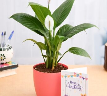 Peace Lily Plant for Birthday Wishes
