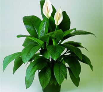Peace Lily Plant, Spathiphyllum (Small, Hanging basket) Plant