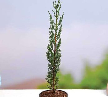 Pencil Pine Cypress Plant, Cupressus Sempervirens Palnt