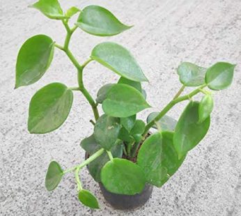 Peperomia Cupid Plant, Peperomia Scandens Plant (Green)