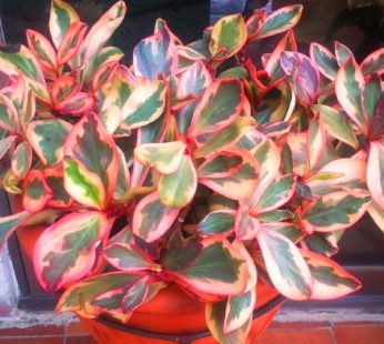 Peperomia Plant, Clusiifolia Plant