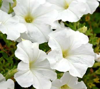 Petunia White Plant