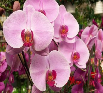 Phalaenopsis Orchid Sp.Plant