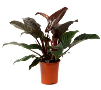 Philodendron Red Plant