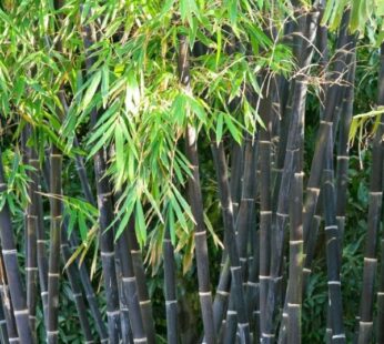 Phyllostachys Nigra Plant, Black Bamboo Plant