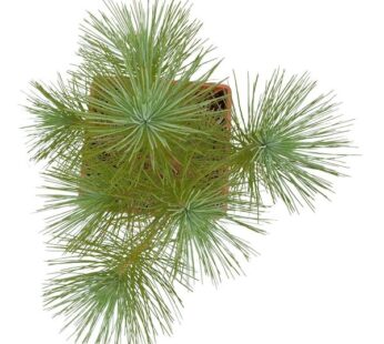 Pine Tree Plant