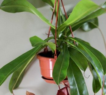 Pitcher plant, Nepenthes Alata (hanging basket) Plant