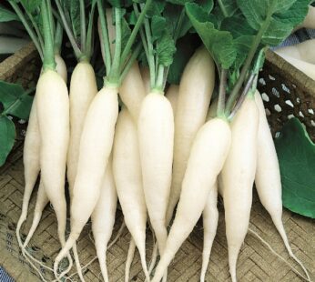 Radish Japani White Vegetable Seeds