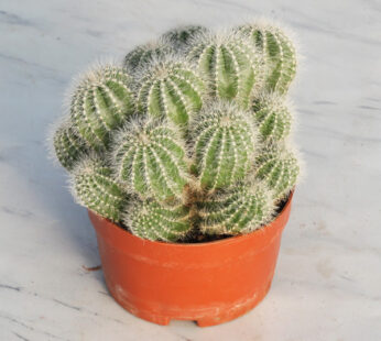 Rebutia Fabrisii – Cactus