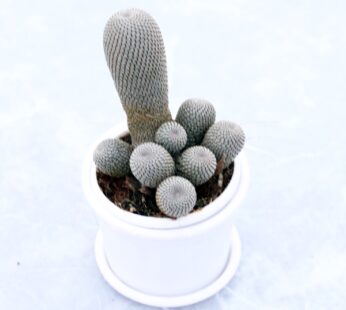Rebutia Heliosa – Cactus