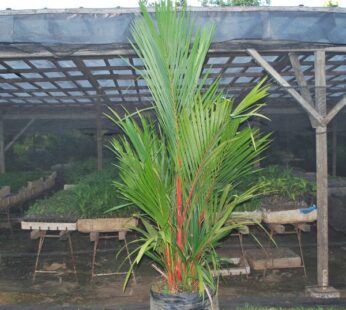 Red Neck Palm Plant