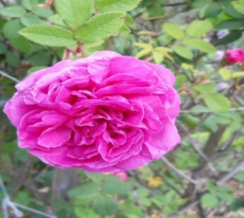 Rose Marigold, Pink Plant