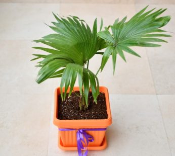Ruffled Latan Palm Green Gifting