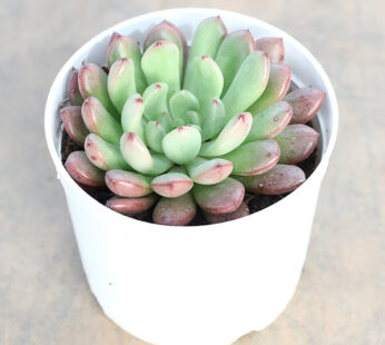 Sedeveria Pink – Succulent Plant