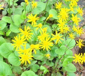 Senecio Aureus – Golden Ragwort Plant