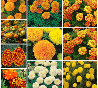 Set of 10 Attractive Marigold Flower Seeds