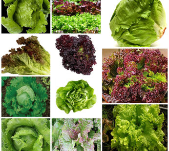 Set of 11 Best Lettuce Herb Seeds
