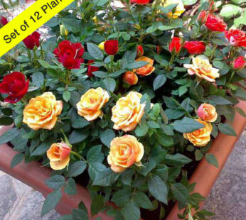 Set of 12 Exotic Roses for Gardening Plants
