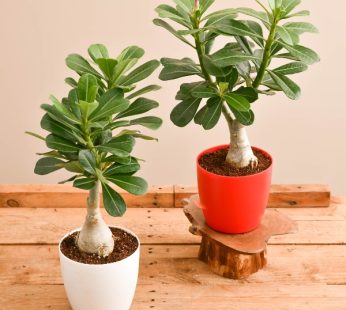 Set of 2 Best Gifting Adenium Plants