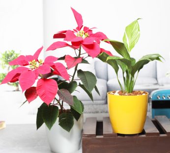 Set of 2 Gifting Combo of Poinsettia and Peace Lily Plants