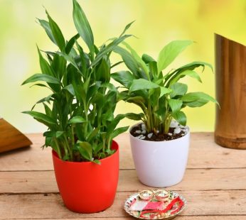 Set of 2 Special Gift Lucky Bamboo & Peace Lily  Plants