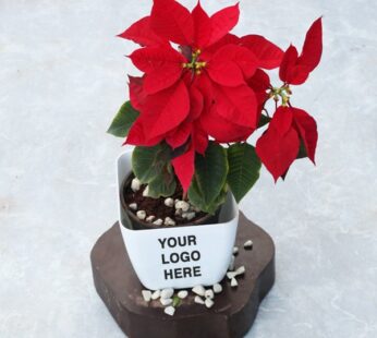 Set of 20, Exotic Poinsettia Red Plant – Corporate Gift
