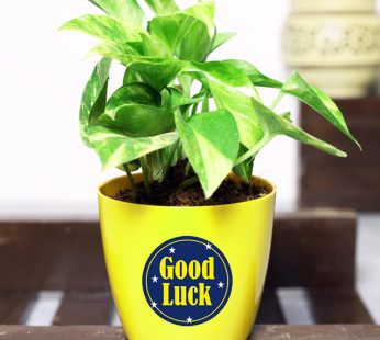 Set of 20, Good Luck Marble Queen Pothos Plants for Gifting