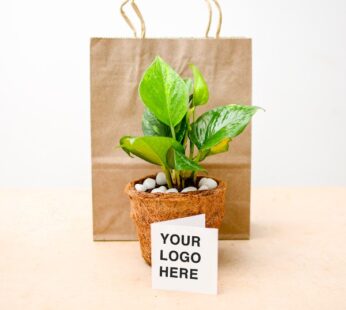 Set of 20, Greeting and Green Money Plants – Corporate Gift