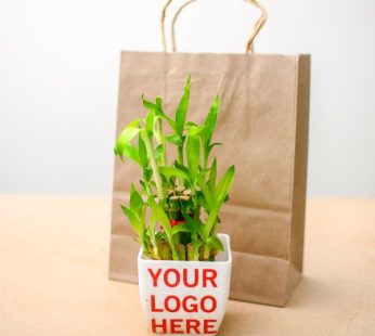 Set of 20, Lucky Bamboo in a Plastic Pot – Corporate Gift