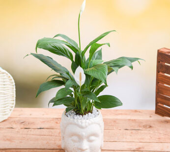 Set of 20, Peace Lily Plants for Gifting in Ceramic Buddha Planters