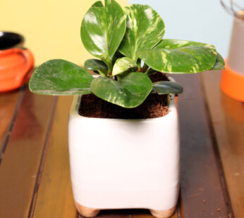Set of 20, Peperomia Plants for Gifting in Ceramic Square Planters