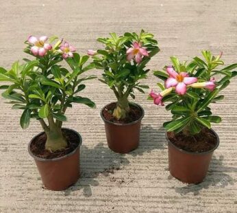 Set of 3 Adenium Pink Plant
