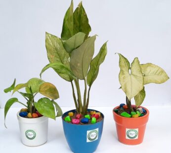 Set of 3 Air Purifier Plants Indoor / Table Top / Office Desk Plants