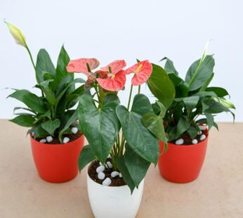 Set of 3 Air Purify Flowering Plants