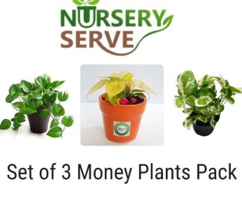 Set of 3 Beautiful Money Plants Pack