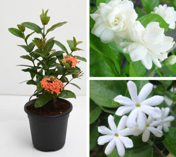 Set of 3 Beautiful Outdoor Flowering Plants