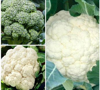 Set of 3 Best Cauliflower and Broccoli Seeds