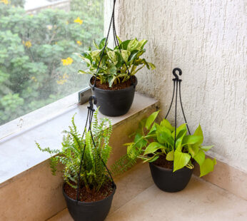 Set of 3 Hanging Basket Plants Pack