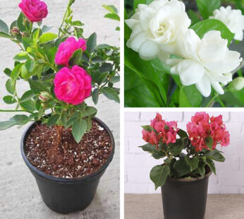 Set of 3 Increase Beauty of Garden Flowering Plants
