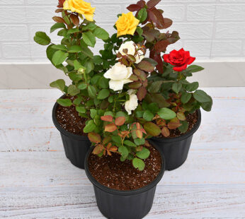 Set of 3 Lovely Rose Plants