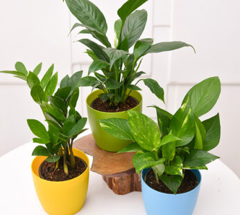 Set of 3 Plants for Office Table/Desk