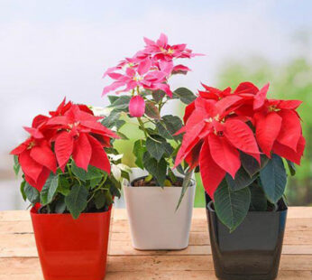 Set of 3 poinsettia/Christmas Flower Plants pack