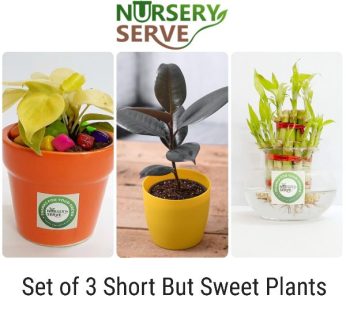 Set of 3 Short But Sweet Plants